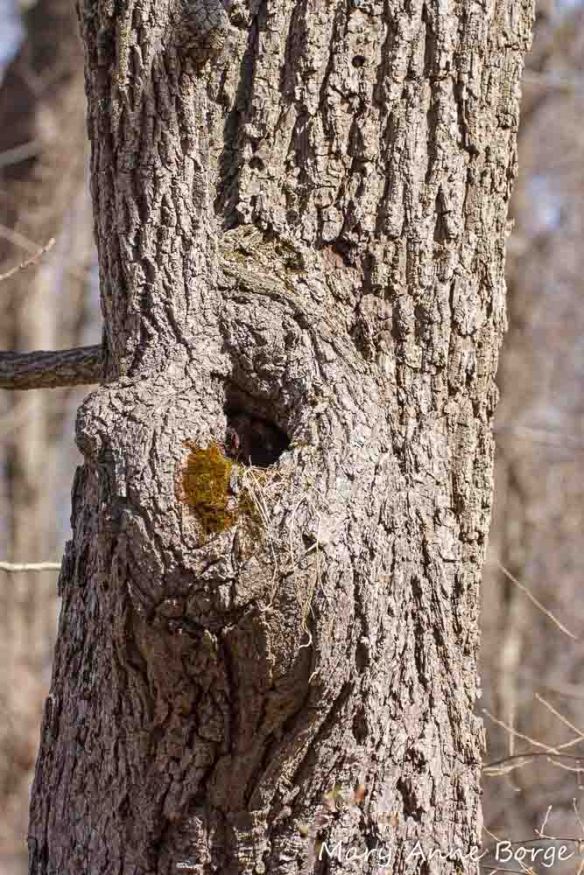 Natural cavity in a Slippery Elm. Some strings of nest material are draped below the opening.
