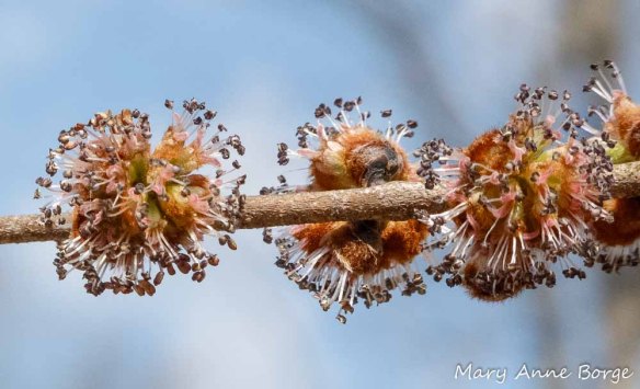 Slippery Elm (Ulmus rubra) in Bloom