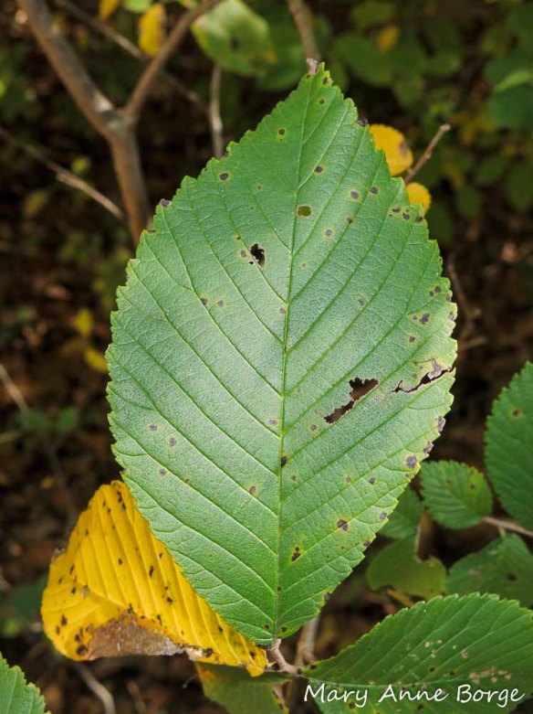 Slippery Elm Leaf