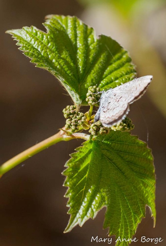Spring Azure laying an egg on Maple-leaf Viburnum (Viburnum acerifolium) flower buds