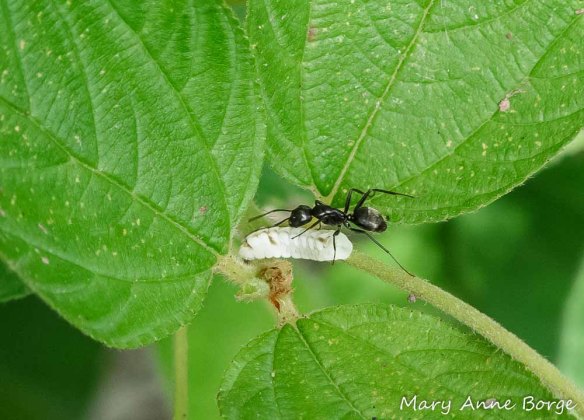 Ant guarding/palpating an Azure caterpillar for honeydew. They're on New Jersey Tea (Ceanothus americanus).