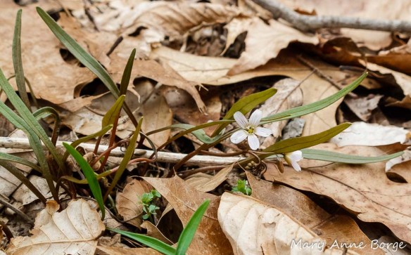 Spring Beauty (Claytonia virginica) 