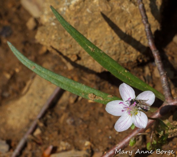 Spring Beauty (Claytonia virginica) with bee