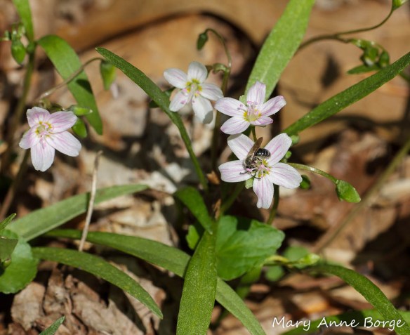 Spring Beauty (Claytonia virginica) with bee