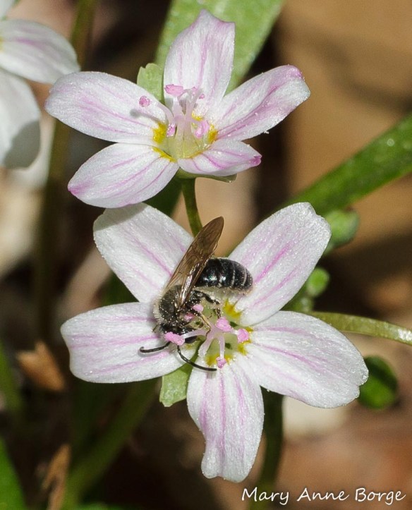 Spring Beauty (Claytonia virginica) flowers, with bee