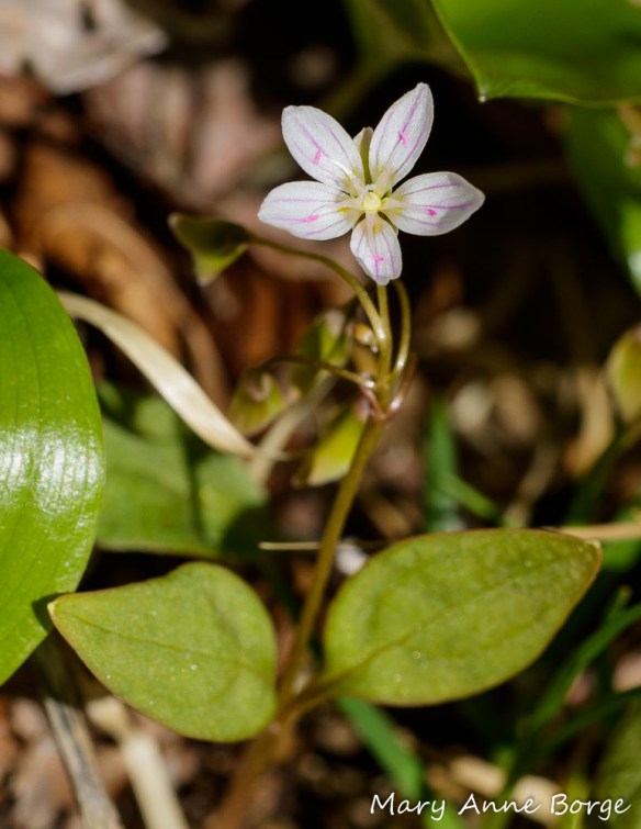Carolina Spring Beauty (Claytonia caroliniana)