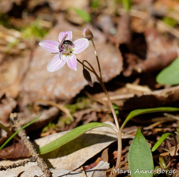 Carolina Spring Beauty (Claytonia caroliniana)