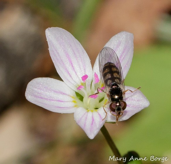 Carolina Spring Beauty (Claytonia caroliniana) flower, with flower fly