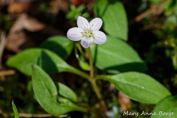 Carolina Spring Beauty (Claytonia caroliniana)