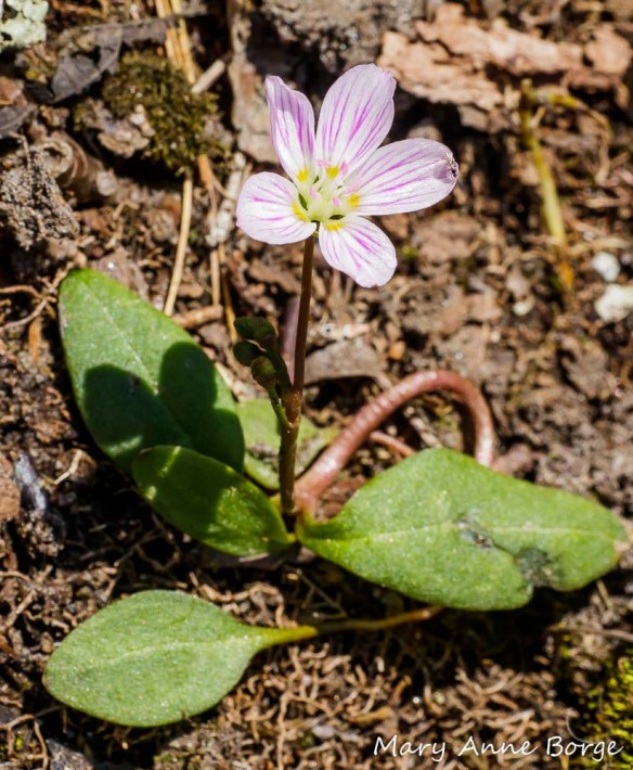 Carolina Spring Beauty (Claytonia caroliniana)
