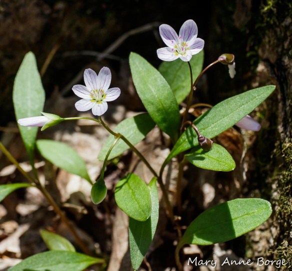 Carolina Spring Beauty (Claytonia caroliniana)