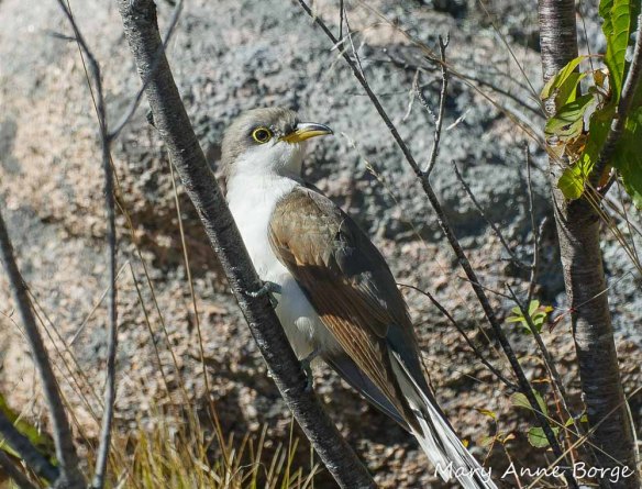 Yellow-billed Cuckoo