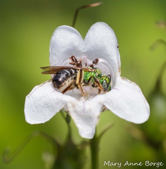 Sweat Bee on White Beardtongue (Penstemon digitalis)