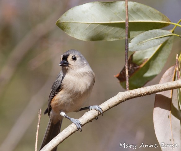 Tufted Titmouse - one of many bird species that harvest caterpillars from Black Cherry