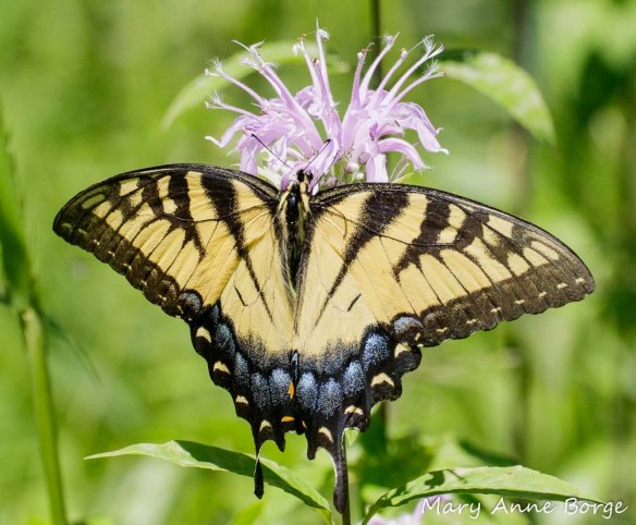 Eastern Tiger Swallowtail nectaring at Wild Bergamot (Monarda fistulosa) flowers