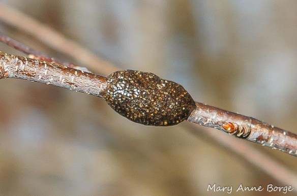Tent Caterpillar egg mass in winter