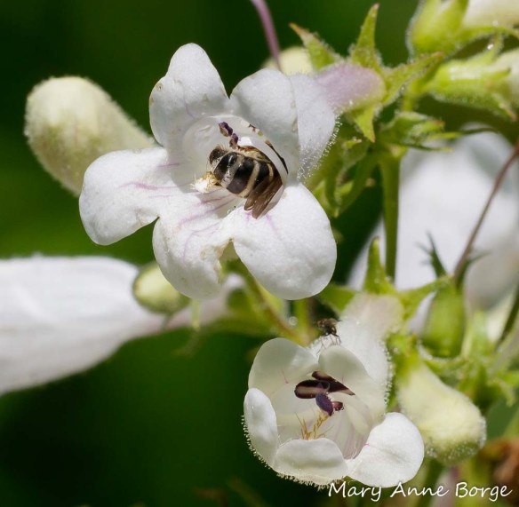 Bee visiting White Beardtongue (Penstemon digitalis), possibly harvesting pollen