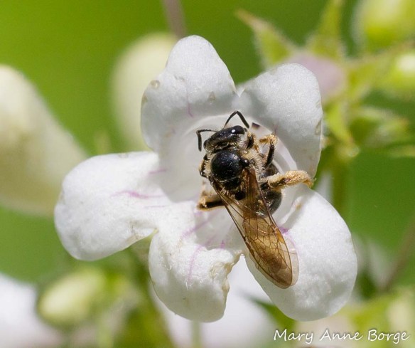Bee on White Beardtongue (Penstemon digitalis)
