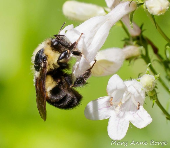 Bumble Bee visiting White Beardtongue (Penstemon digitalis)