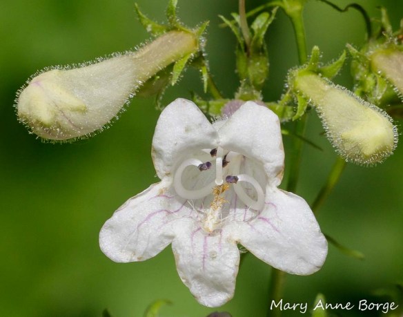 White Beardtongue (Penstemon digitalis) in the female phase. The stigma has replaced the anthers just below the center of the ‘roof’ of the flower.