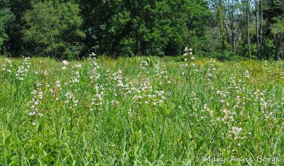 White or Foxglove Beardtongue (Penstemon digitalis)