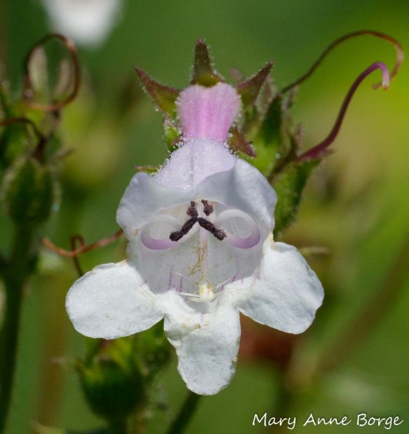 White Beardtongue (Penstemon digitalis) in the male phase. The dark brown anthers are clustered just below the center of the ‘roof’ of the flower.