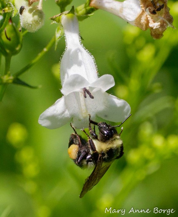 Female Bumble Bee on White Beardtongue (Penstemon digitalis). Note the harvested food on her hind leg.