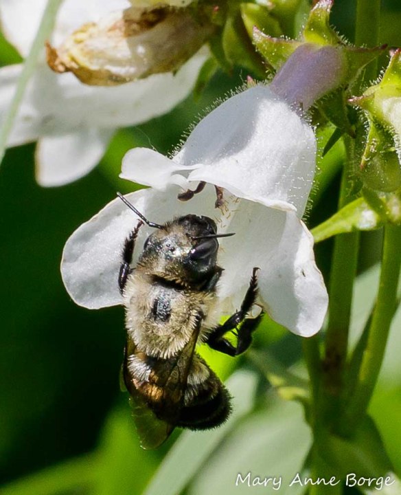 Bufflehead Mason Bee (Osmia bucephala) on White Beardtongue (Penstemon digitalis)