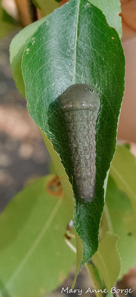 Eastern Tiger Swallowtail caterpillar in Black Cherry leaf