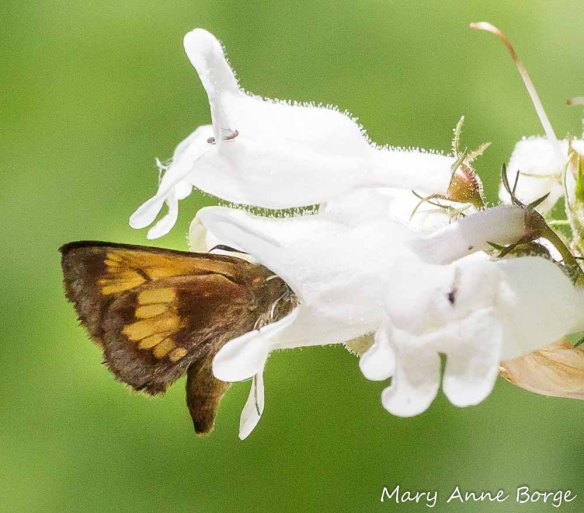 Hobomok Skipper butterfly visiting White Beardtongue (Penstemon digitalis) for nectar. It may be just the right size to pick up or deliver pollen on its head.