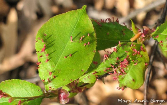 Finger galls caused by a mite (Eriophyes cerasicrumena) on Black Cherry (Prunus serotina) leaves