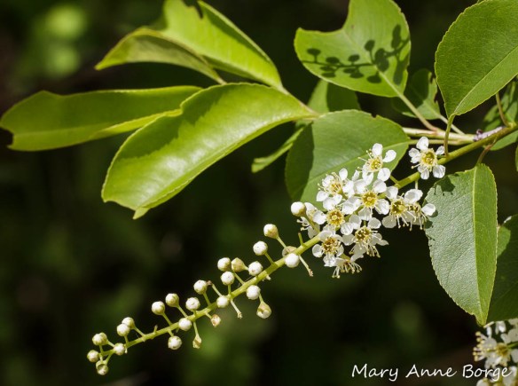 Black Cherry (Prunus serotina) in bloom