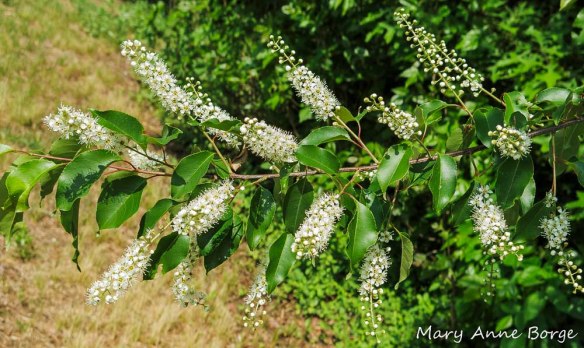 Black Cherry (Prunus serotina) in bloom