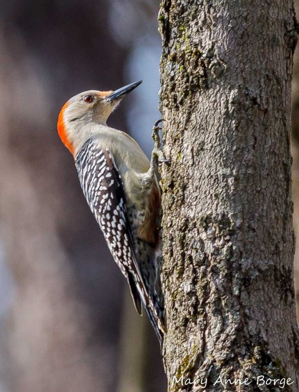 Red-bellied Woodpecker