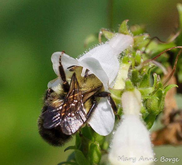 Bumble Bee depositing pollen on stigma of a White Beardtongue (Penstemon digitalis) in the female phase.