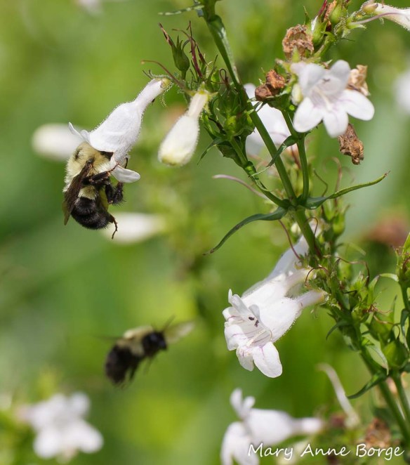 Bumble Bee on White Beardtongue (Penstemon digitalis).