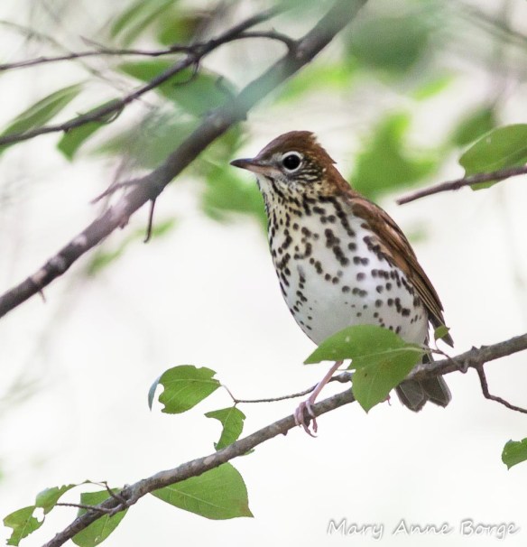 Wood Thrush
