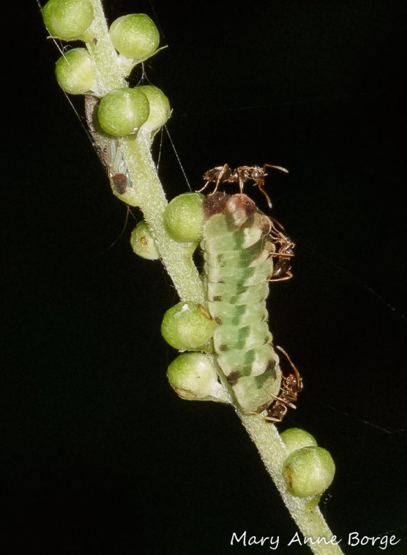 Appalachian Azure caterpillar being tended by ants, on Black Cohosh (Actaea racemosa) flower buds
