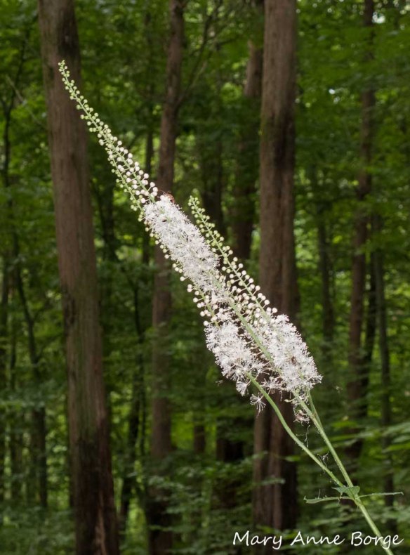 Black Cohosh (Actaea racemosa, syn. Cimicifuga racemosa)