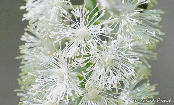 Black Cohosh (Actaea racemosa, syn. Cimicifuga racemosa) flowers
