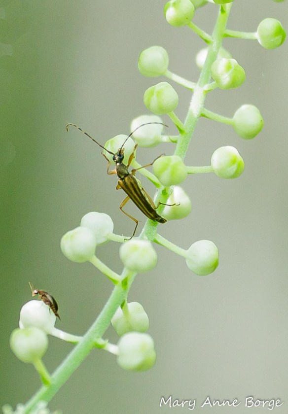 Black Cohosh (Actaea racemosa, syn. Cimicifuga racemosa) with Longhorn Beetle (Analeptura lineola), center, and Tumbling Flower Beetle (Mordellistena fuscipennis)