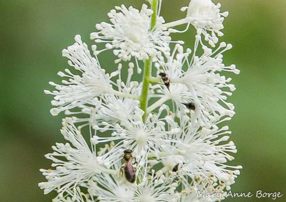 Black Cohosh (Actaea racemosa, syn. Cimicifuga racemosa) with Tumbling Flower Beetle (Falsomordellistena pubescens) in upper right