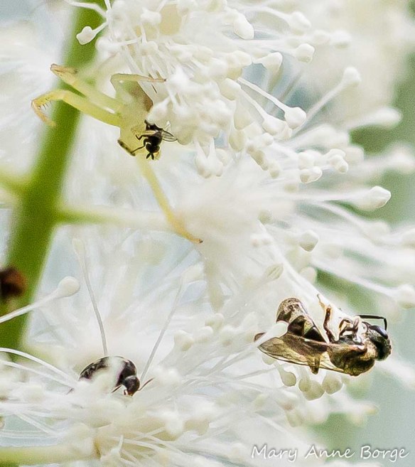 Crab Spider with a fly victim (upper left), bee and Tumbling Flower Beetle on Black Cohosh (Actaea racemosa, syn. Cimicifuga racemosa)