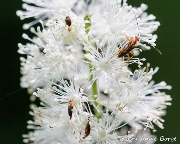 Black Cohosh (Actaea racemosa, syn. Cimicifuga racemosa) with Longhorn Beetle (Metacmaeops vittata), upper right, and Tumbling Flower Beetles (Mordellistena fuscipennis)