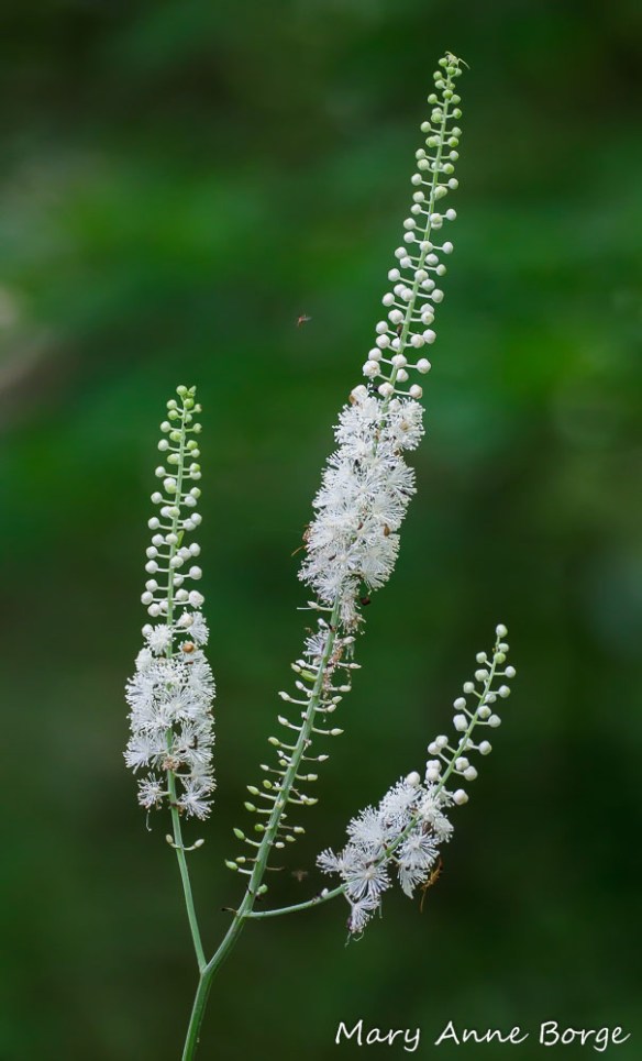 Black Cohosh (Actaea racemosa, syn. Cimicifuga racemosa)