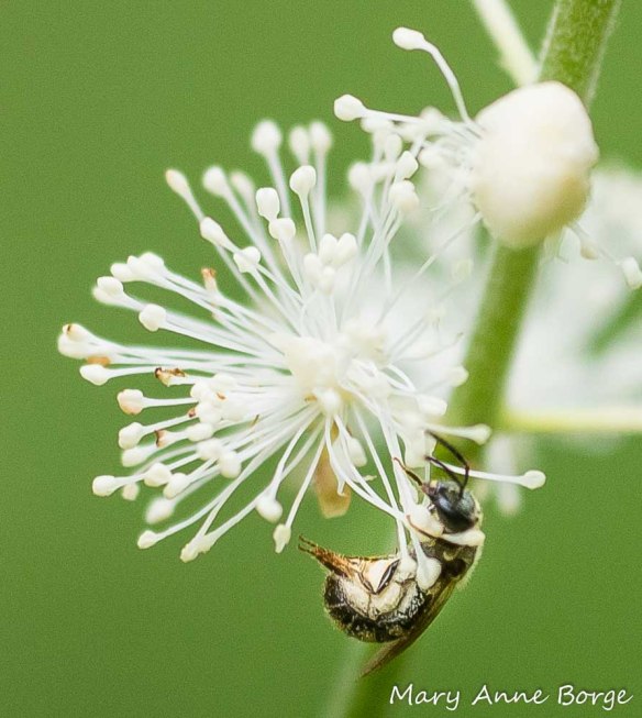 Black Cohosh (Actaea racemosa, syn. Cimicifuga racemosa) with Leafcutter bee (Megachile species)