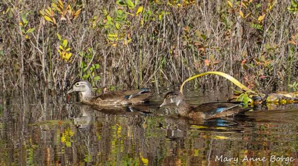 Wood Duck pair in non-breeding plumage. (Female left, male right.)