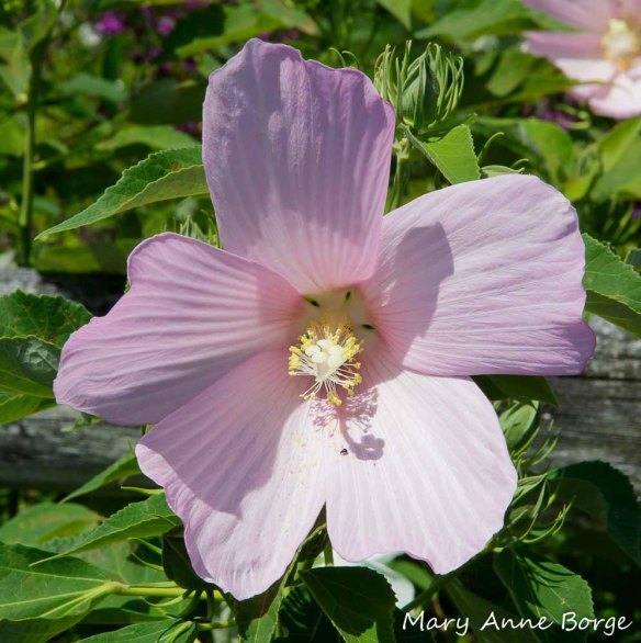 Swamp Rose Mallow (Hibiscus moscheutos) 