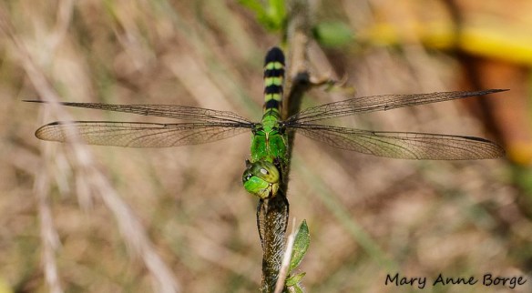 Female Eastern Pondhawk, "Whoa, I see a moth! Lunch!"