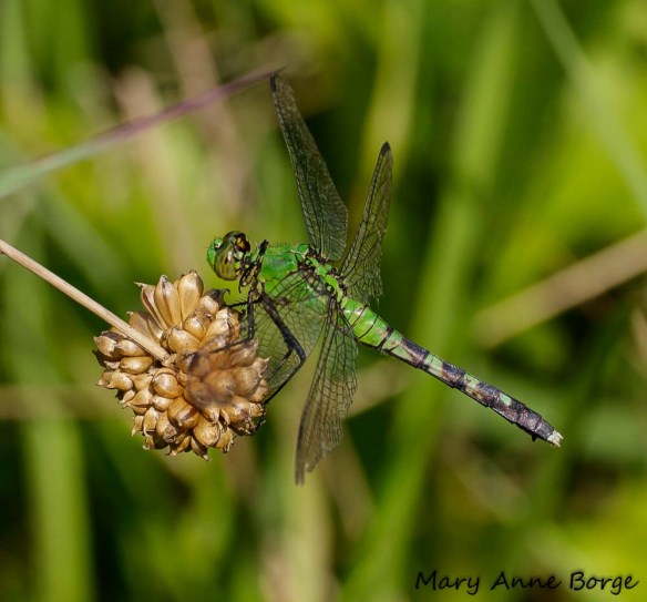 Female Eastern Pondhawk, perching